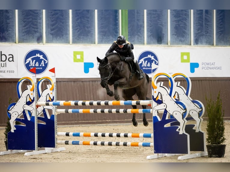Training of sport horses, breaking in young horses