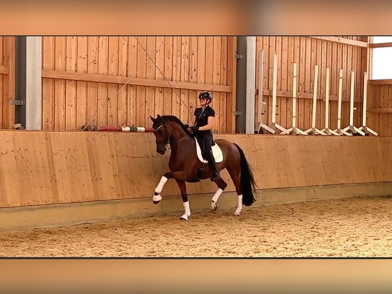 Training, schooling, stallion preparation & breaking-in