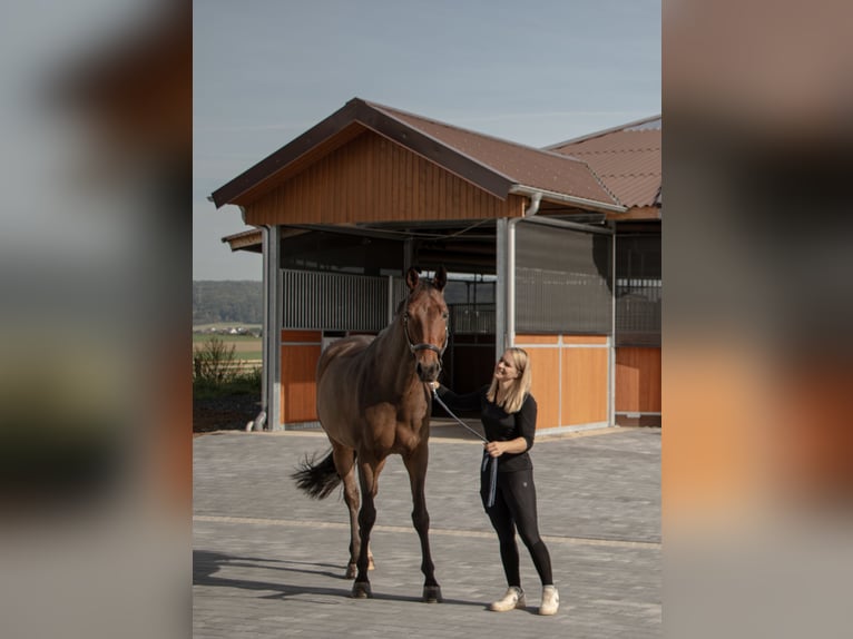 Training spots available – Full training on a modern equestrian facility