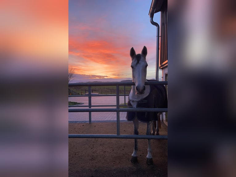 Training spots available – Full training on a modern equestrian facility