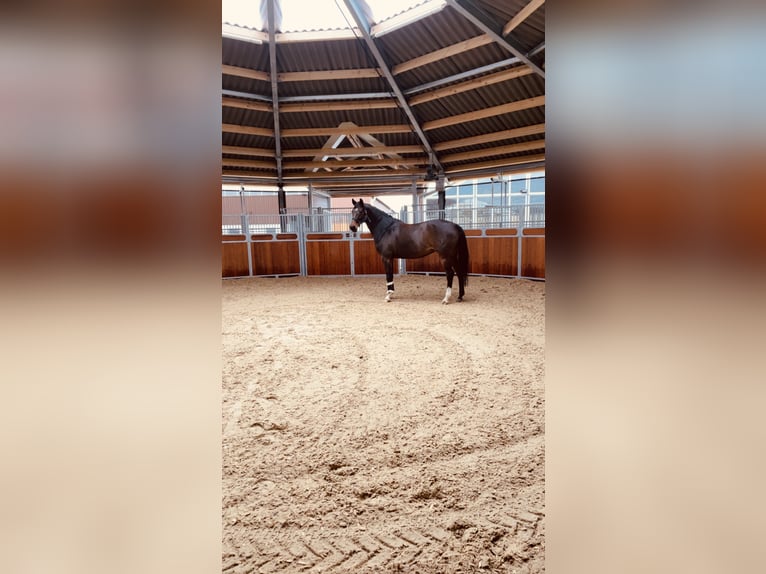 Training spots available – Full training on a modern equestrian facility