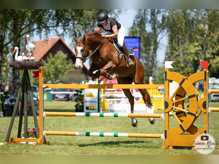 Vielseitiger Beritt / Anreiten von Sport & Freizeitpferden 