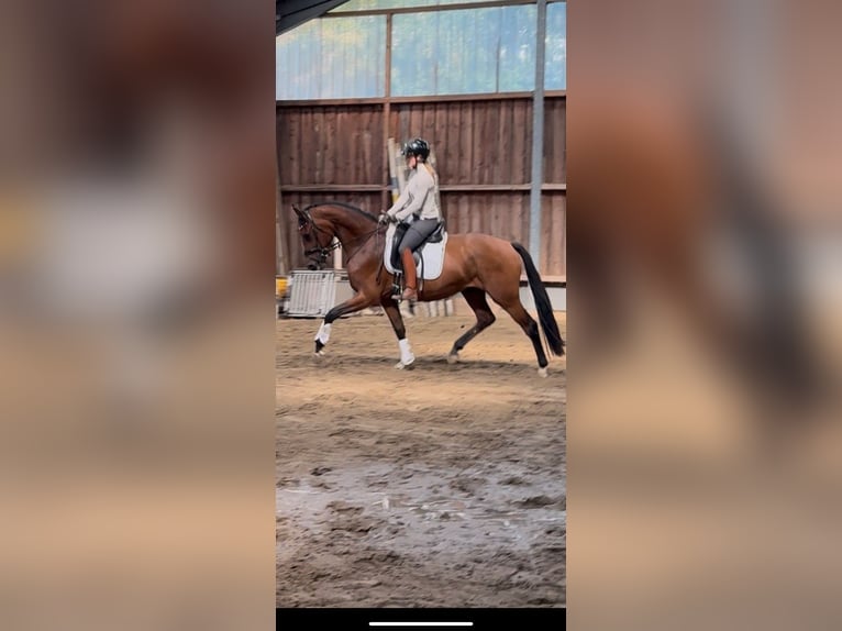 Young horse training / Lunging / Starting under saddle