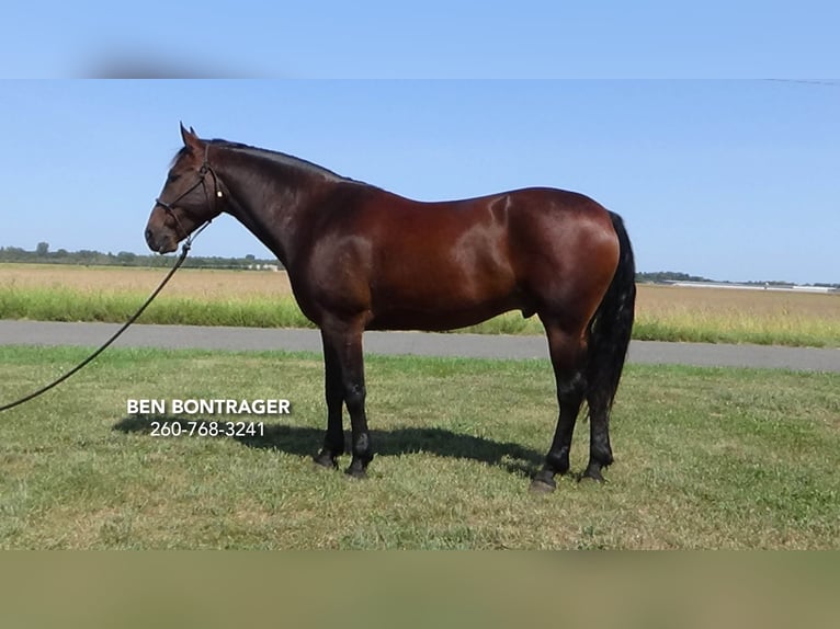 Cleveland Bay Mestizo Caballo castrado 5 años 163 cm Castaño rojizo in Lagrange, IN