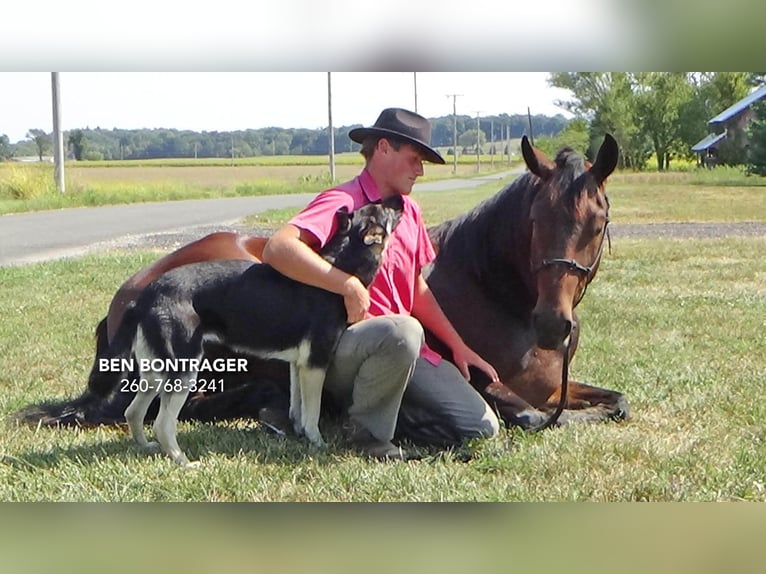 Cleveland Bay Mestizo Caballo castrado 5 años 163 cm Castaño rojizo in Lagrange, IN