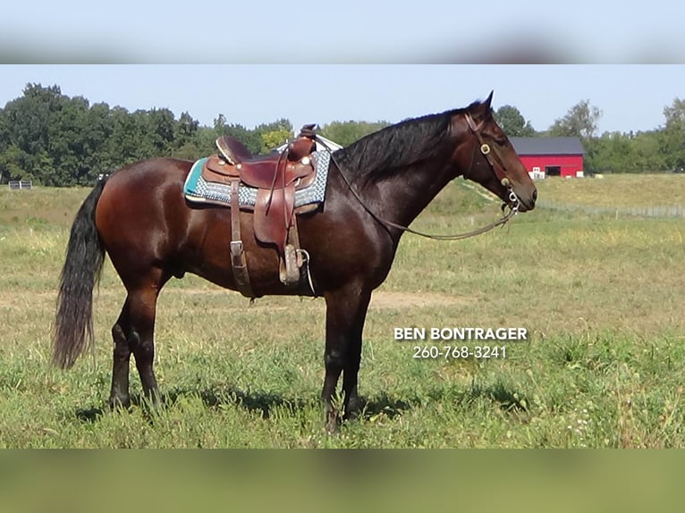 Cleveland Bay Mestizo Caballo castrado 5 años 163 cm Castaño rojizo in Lagrange, IN