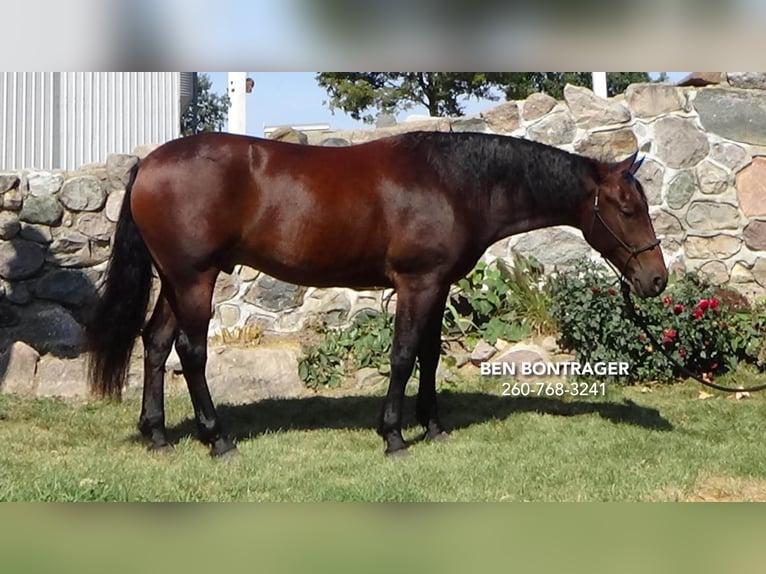 Cleveland Bay Mestizo Caballo castrado 5 años 163 cm Castaño rojizo in Lagrange, IN