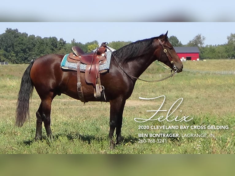 Cleveland Bay Mix Gelding 5 years 16 hh Bay in Lagrange, IN