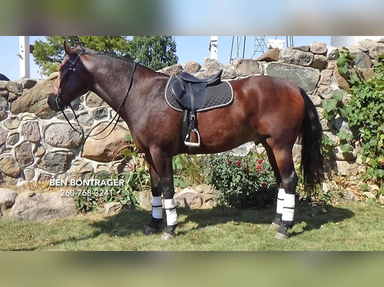 Cleveland Bay Mix Gelding 5 years 16 hh Bay in Lagrange, IN