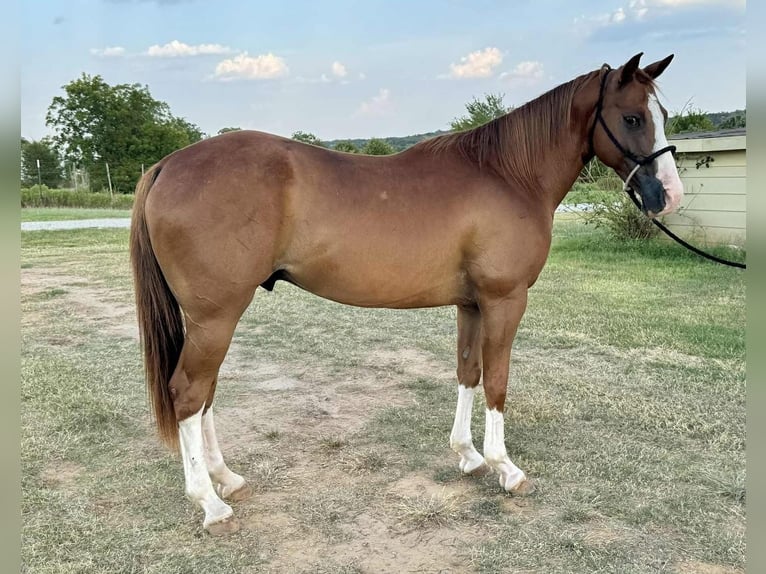 Cleveland Bay Gelding 8 years 14 hh Chestnut in Los Angeles