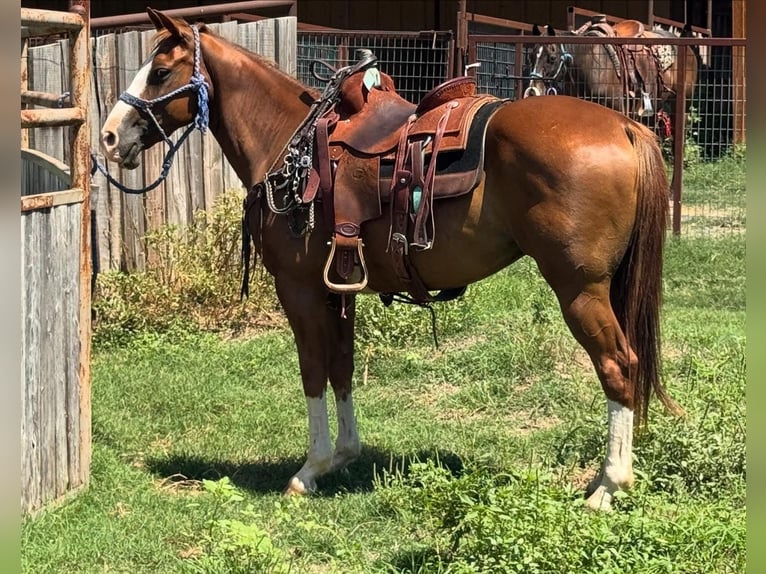Cleveland Bay Gelding 8 years 14 hh Chestnut in Los Angeles