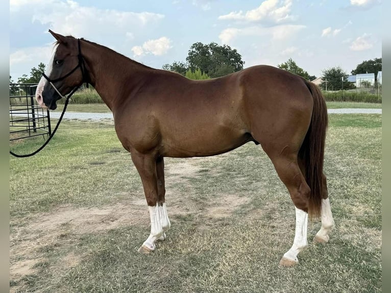 Cleveland Bay Gelding 8 years 14 hh Chestnut in Los Angeles