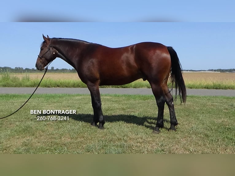 Cleveland Bay Croisé Hongre 5 Ans 163 cm Bai cerise in Lagrange, IN