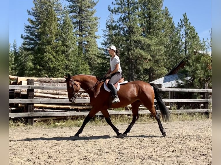 Cleveland Bay Mare 5 years 16 hh Bay in Post Falls