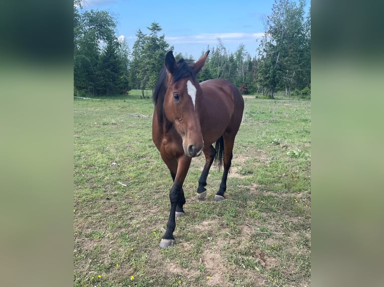 Cleveland Bay Mare 6 years 16 hh Bay in Post Falls