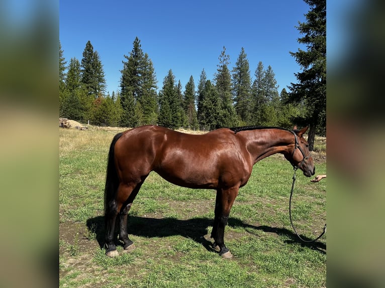 Cleveland Bay Mare 6 years 16 hh Bay in Post Falls