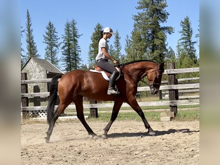 Cleveland Bay Mare 6 years 16 hh in Post Falls