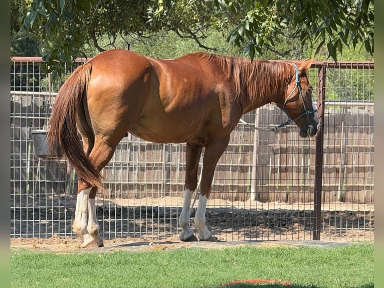 Cleveland Bay Wallach 8 Jahre 142 cm Dunkelfuchs in Los Angeles