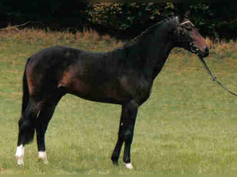 CLEVERBOY Wurttemberg-häst (Schwarzwaldhäst) Hingst Mörkbrun in Mengen