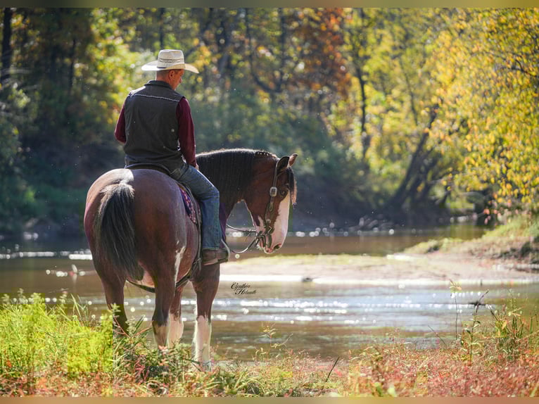 Clydesdale Caballo castrado 10 años 175 cm Castaño rojizo in Fairbank