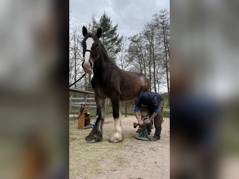 Clydesdale Caballo castrado 10 años 185 cm  in Sachsenheim