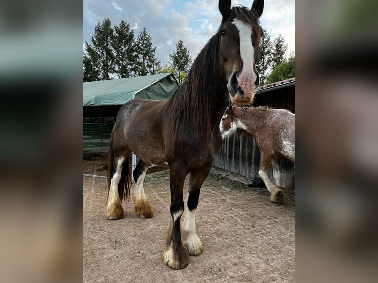 Clydesdale Caballo castrado 10 años 185 cm  in Sachsenheim
