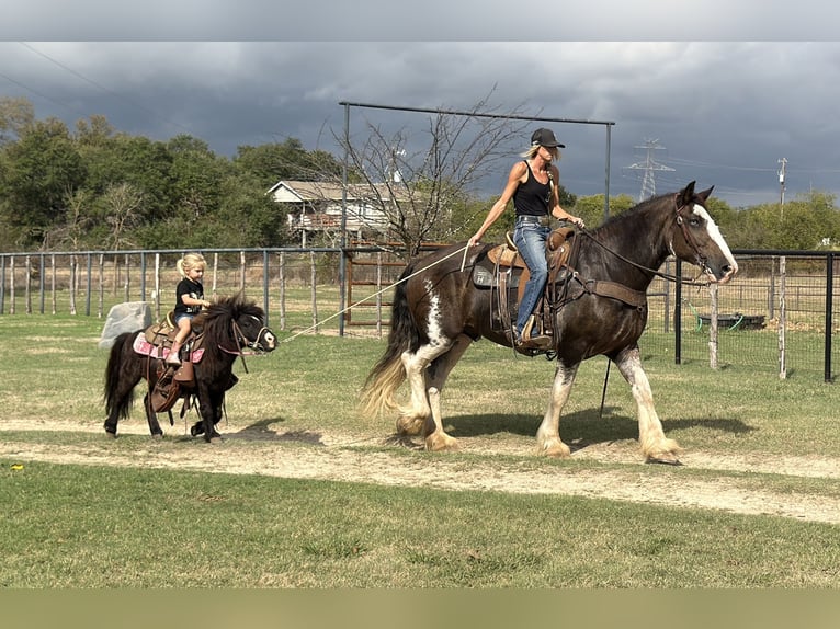 Clydesdale Caballo castrado 11 años Castaño in Weatherford