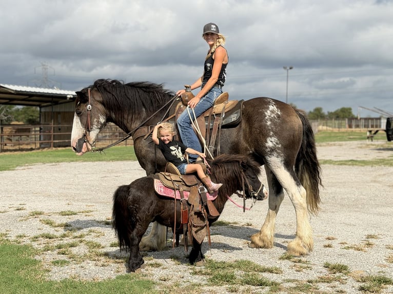 Clydesdale Caballo castrado 11 años Castaño in Weatherford