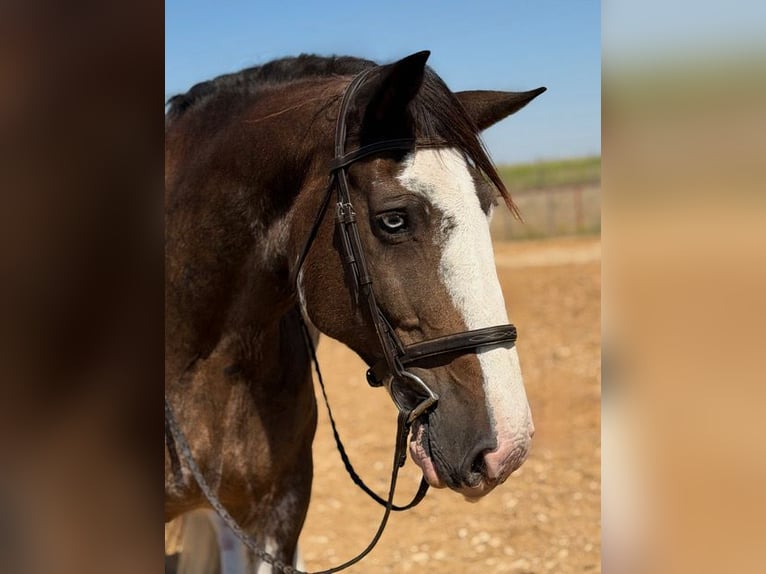 Clydesdale Caballo castrado 11 años Castaño in Weatherford