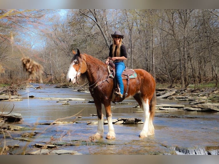 Clydesdale Caballo castrado 14 años 173 cm Alazán rojizo in Hillsboro KY