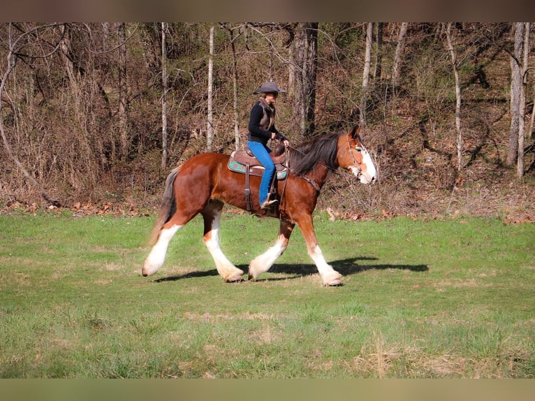 Clydesdale Caballo castrado 14 años 173 cm Alazán rojizo in Hillsboro KY