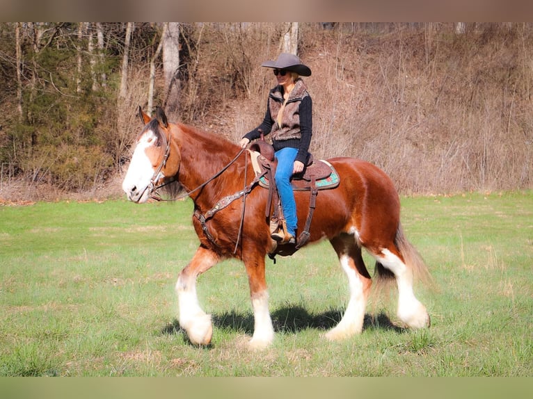 Clydesdale Caballo castrado 14 años 173 cm Alazán rojizo in Hillsboro KY