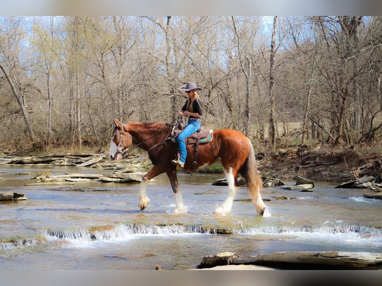 Clydesdale Caballo castrado 14 años 173 cm Alazán rojizo in Hillsboro KY