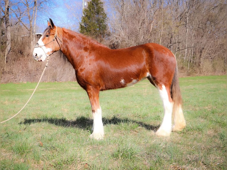 Clydesdale Caballo castrado 14 años 173 cm Alazán rojizo in Hillsboro KY