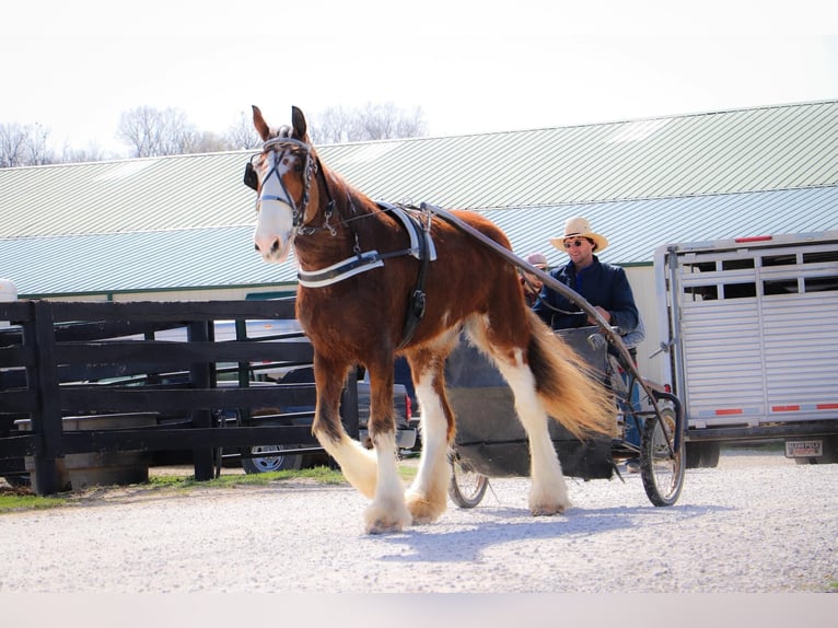 Clydesdale Caballo castrado 14 años 173 cm Alazán rojizo in Hillsboro KY