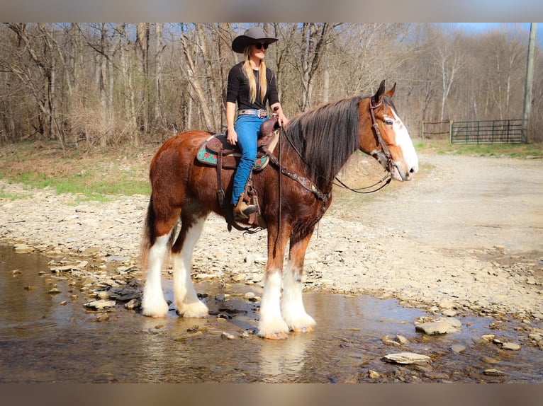 Clydesdale Caballo castrado 14 años 173 cm Alazán rojizo in Hillsboro KY