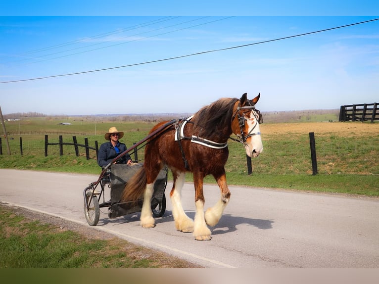 Clydesdale Caballo castrado 14 años 173 cm Alazán rojizo in Hillsboro KY