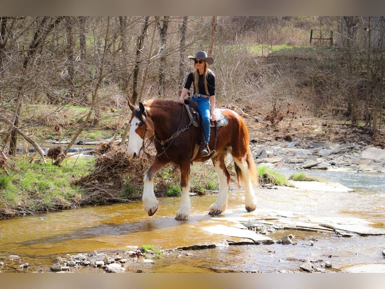 Clydesdale Caballo castrado 14 años 173 cm Alazán rojizo in Hillsboro KY