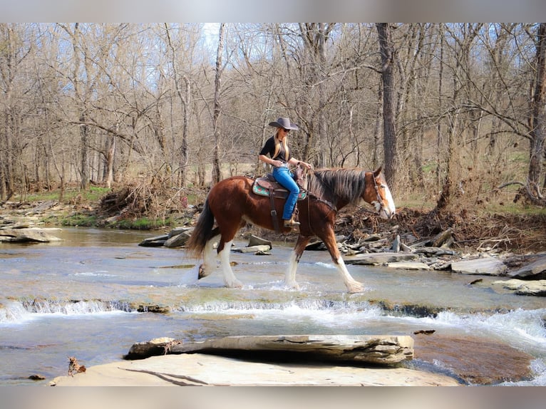 Clydesdale Caballo castrado 14 años 173 cm Alazán rojizo in Hillsboro KY