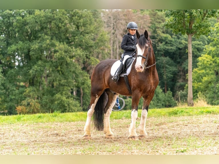 Clydesdale Caballo castrado 18 años 178 cm Castaño in EssenEssen