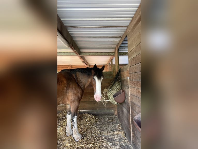 Clydesdale Caballo castrado 18 años 178 cm Castaño in EssenEssen