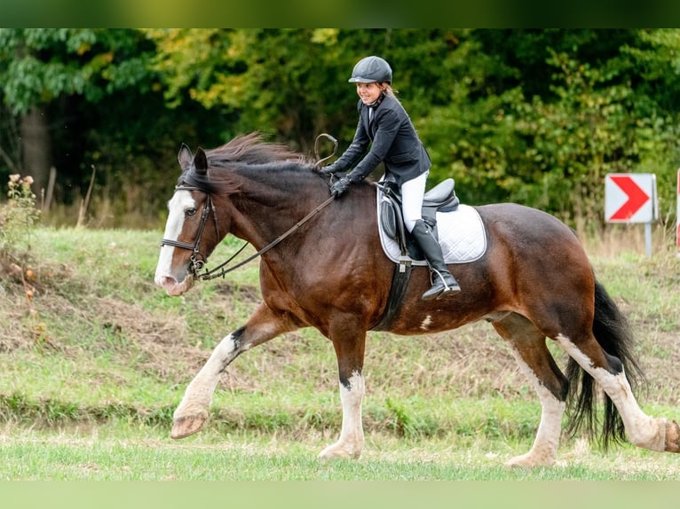 Clydesdale Caballo castrado 18 años 178 cm Castaño in EssenEssen