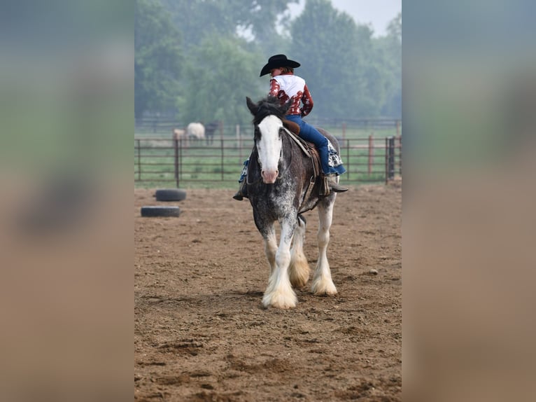 Clydesdale Caballo castrado 20 años 183 cm Negro in Woodstock, IL