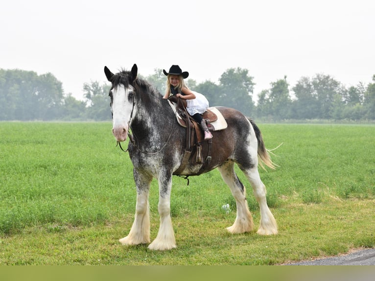 Clydesdale Caballo castrado 20 años 183 cm Negro in Woodstock, IL