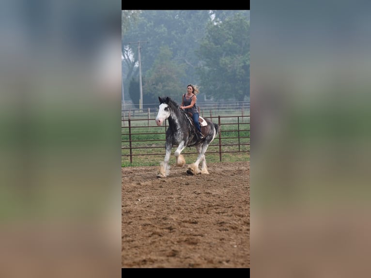 Clydesdale Caballo castrado 20 años 183 cm Negro in Woodstock, IL