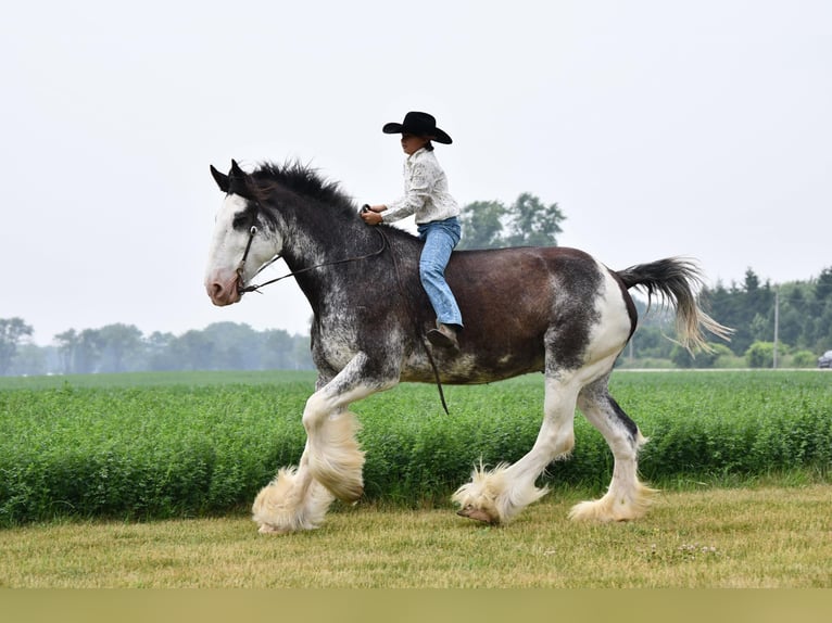 Clydesdale Caballo castrado 20 años 183 cm Negro in Woodstock, IL