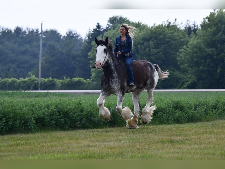 Clydesdale Caballo castrado 20 años 183 cm Negro in Woodstock, IL