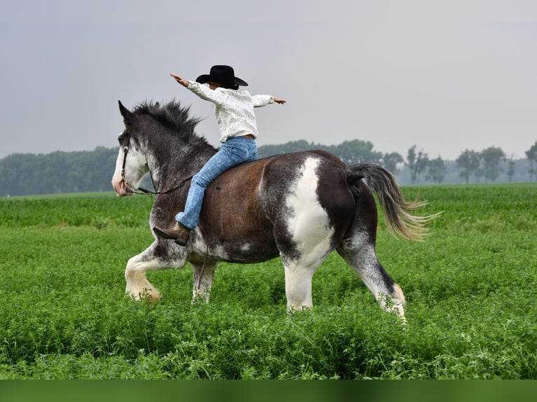 Clydesdale Caballo castrado 20 años 183 cm Negro in Woodstock, IL