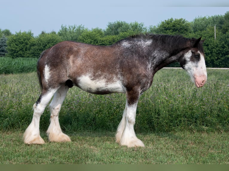 Clydesdale Caballo castrado 20 años 183 cm Negro in Woodstock, IL