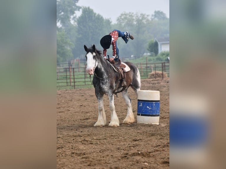 Clydesdale Caballo castrado 20 años 183 cm Negro in Woodstock, IL